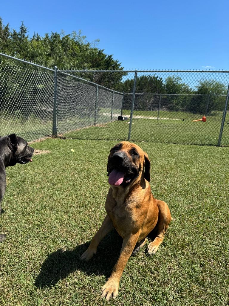 Poison Ivy, a Adoptable mixed breed in Belton, TX image 2/3