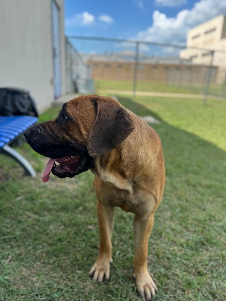 Poison Ivy, a Adoptable mixed breed in Belton, TX image 3/3