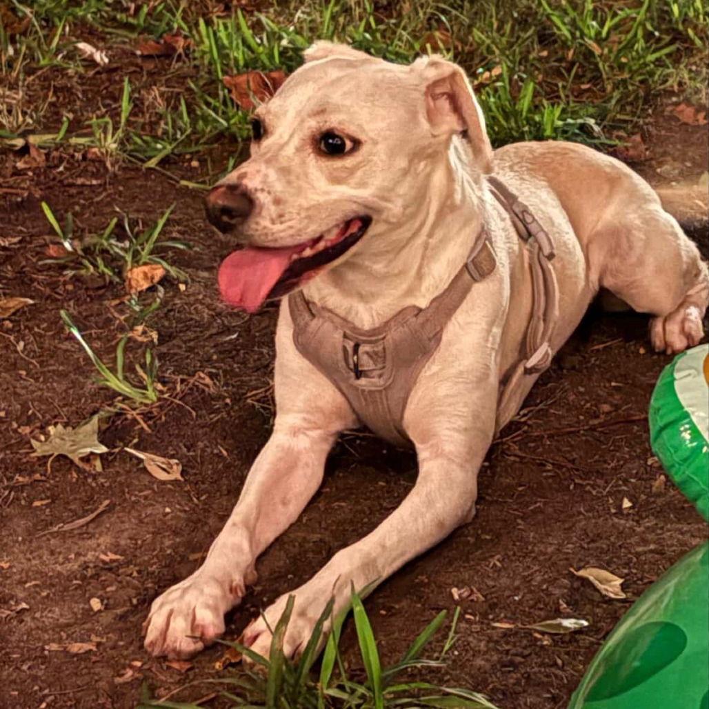 Bella Bean Girly Pop Barbie Girl