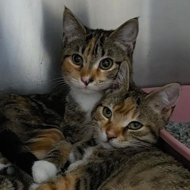 Cindy, a ADOPTABLE Torbie in Reisterstown, MD image 4/6