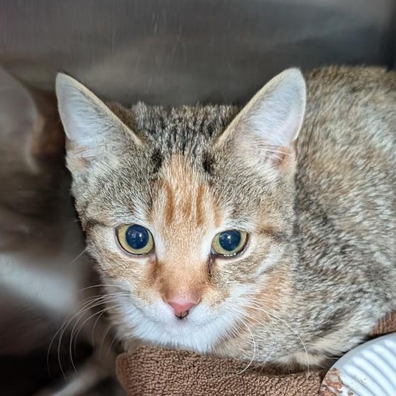 Cindy, a ADOPTABLE Torbie in Reisterstown, MD image 2/6