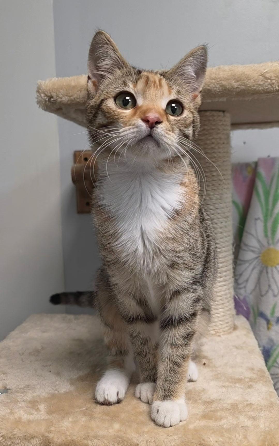 Cindy, a ADOPTABLE Torbie in Reisterstown, MD image 1/6