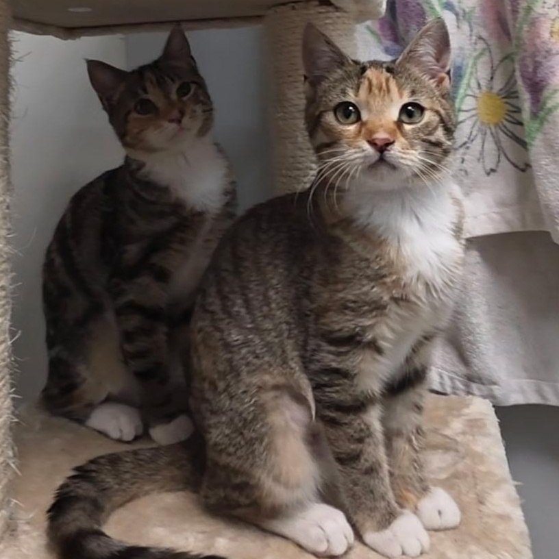 Cindy, a ADOPTABLE Torbie in Reisterstown, MD image 5/6