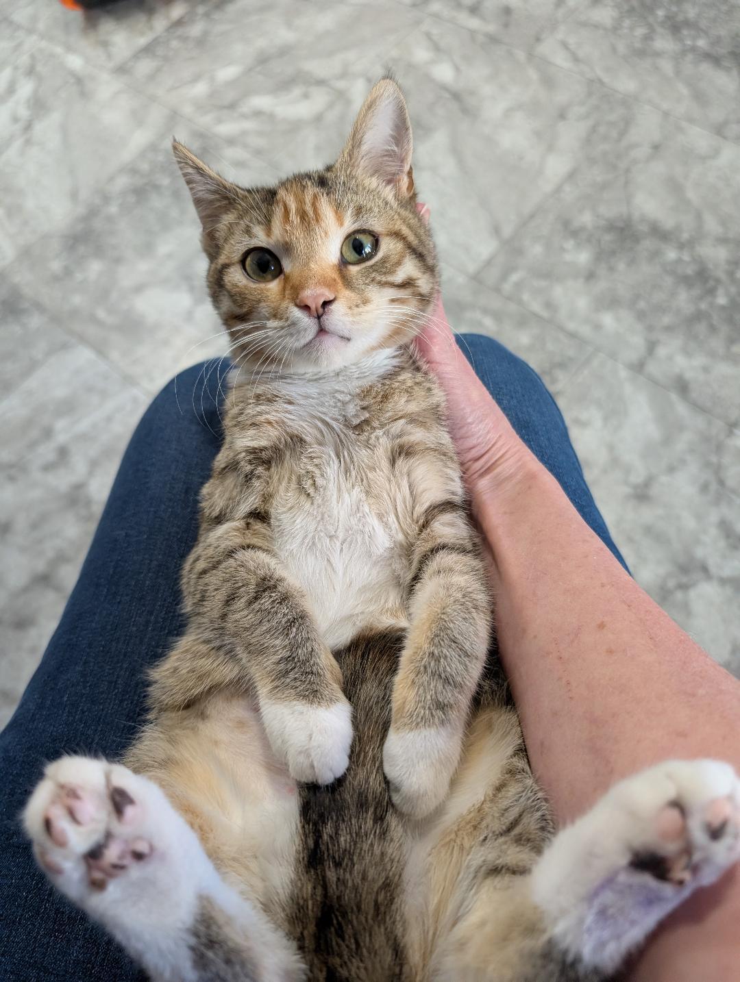 Cindy, a ADOPTABLE Torbie in Reisterstown, MD image 6/6