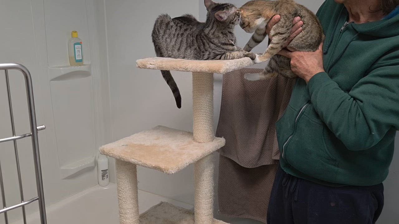 Enlarge Cindy, a ADOPTABLE Torbie in Reisterstown, MD video 3/6