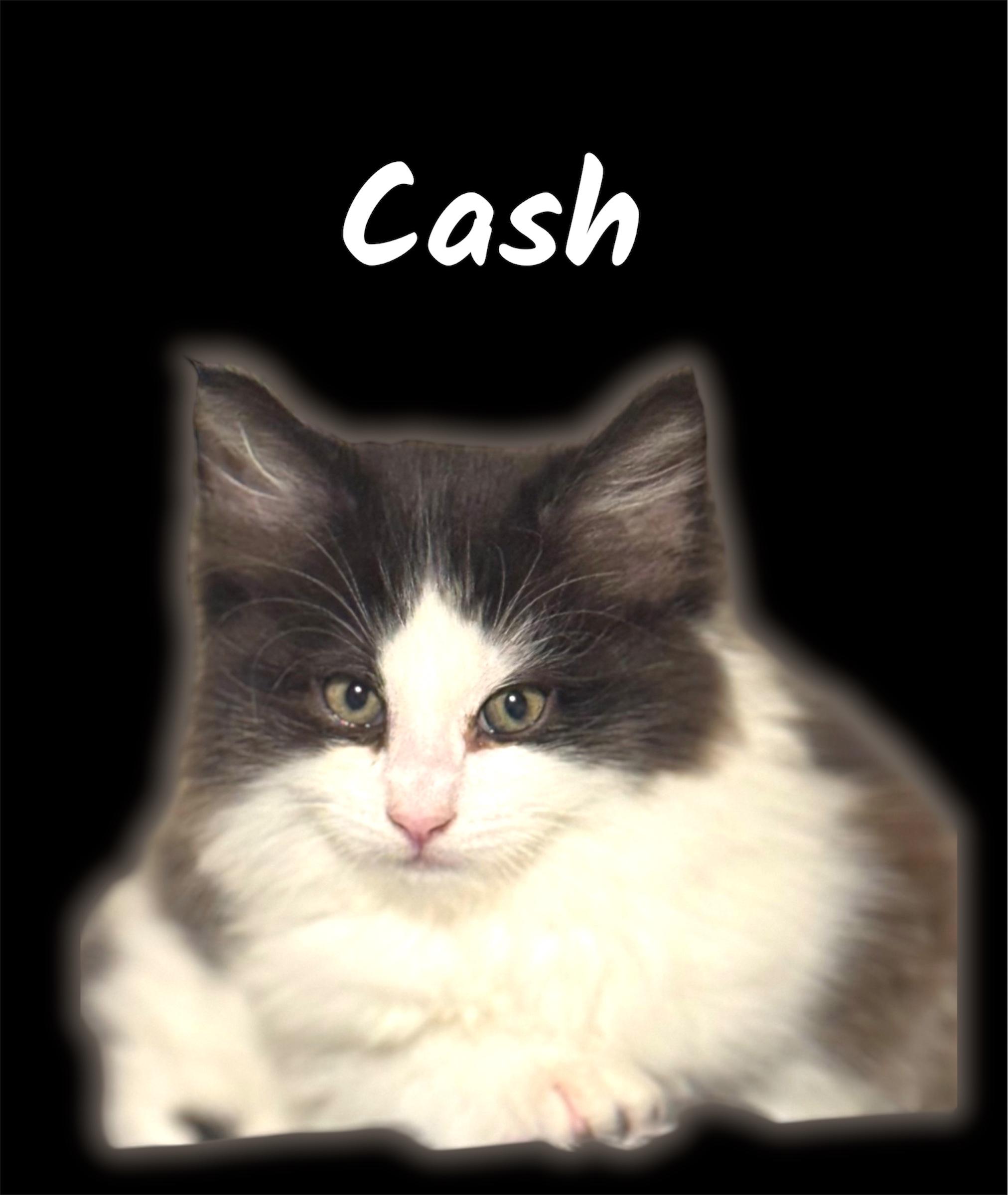 Enlarge Cash, an adopted Domestic Short Hair in Auburn, CA image 1/1