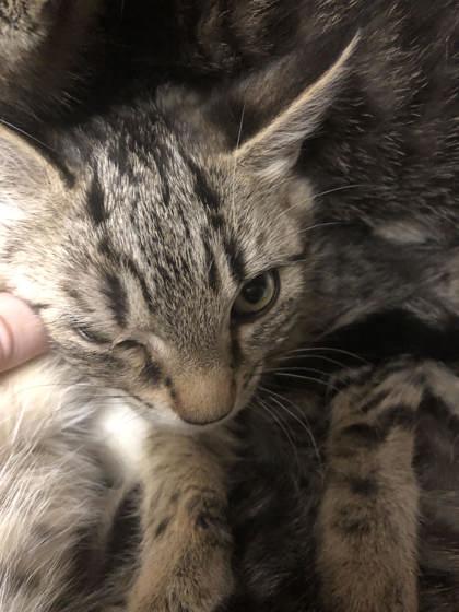 Gogo Tomago, Adoptable, Kitten Female Domestic Short Hair & Domestic Short Hair.