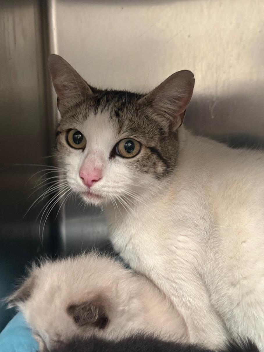 Enlarge MINKS, a Adoptable Domestic Short Hair in Olivehurst, CA image 1/1