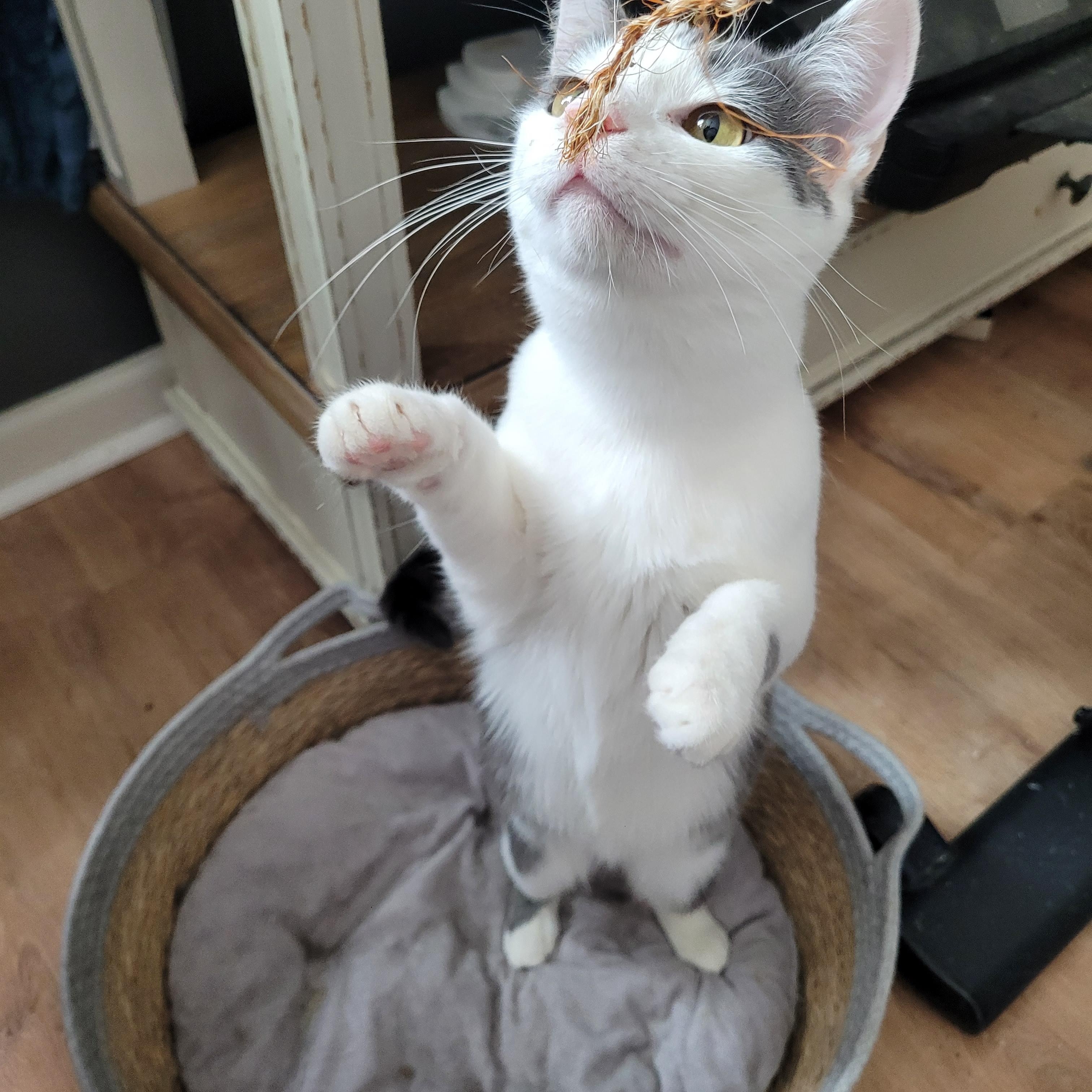 Enlarge Artemis & Pasha, a ADOPTABLE Domestic Short Hair in Indianapolis, IN image 3/6