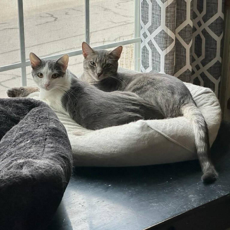 Enlarge Artemis & Pasha, a ADOPTABLE Domestic Short Hair in Indianapolis, IN image 6/6