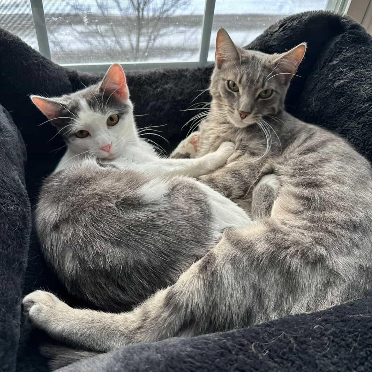 Enlarge Artemis & Pasha, a ADOPTABLE Domestic Short Hair in Indianapolis, IN image 1/6