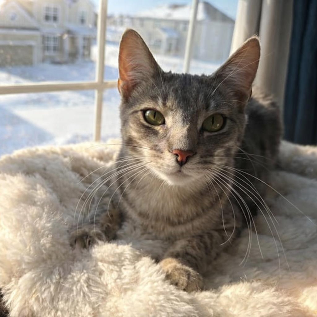 Enlarge Atticus, a ADOPTABLE Domestic Short Hair in Indianapolis, IN image 5/6