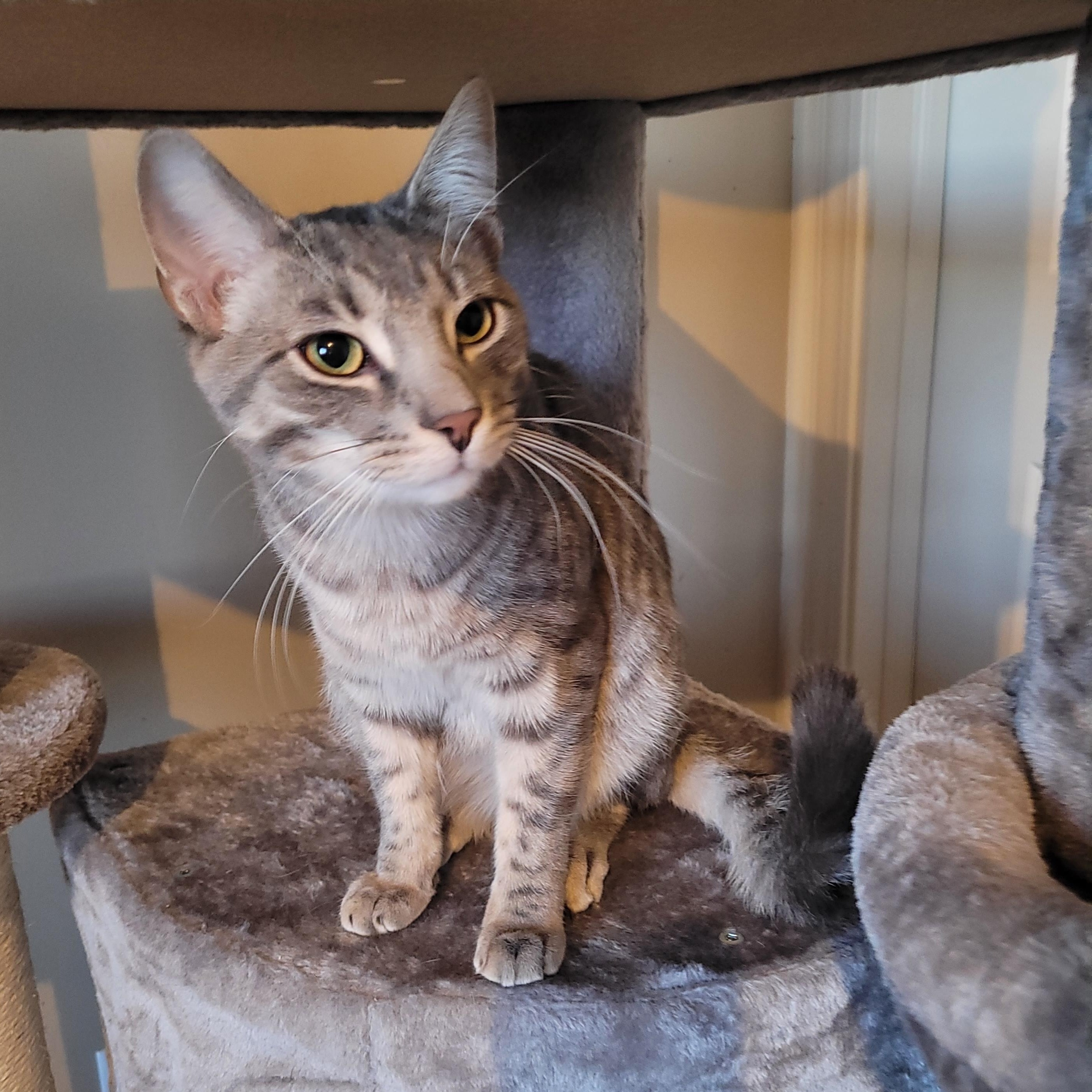 Enlarge Atticus, a ADOPTABLE Domestic Short Hair in Indianapolis, IN image 6/6