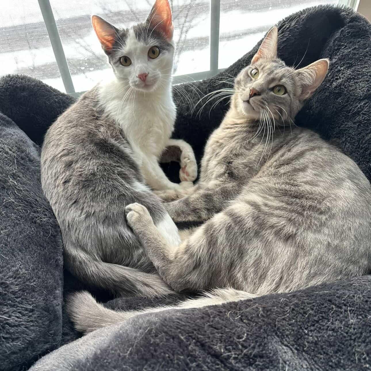 Enlarge Artemis & Pasha, a ADOPTABLE Domestic Short Hair in Indianapolis, IN image 5/6