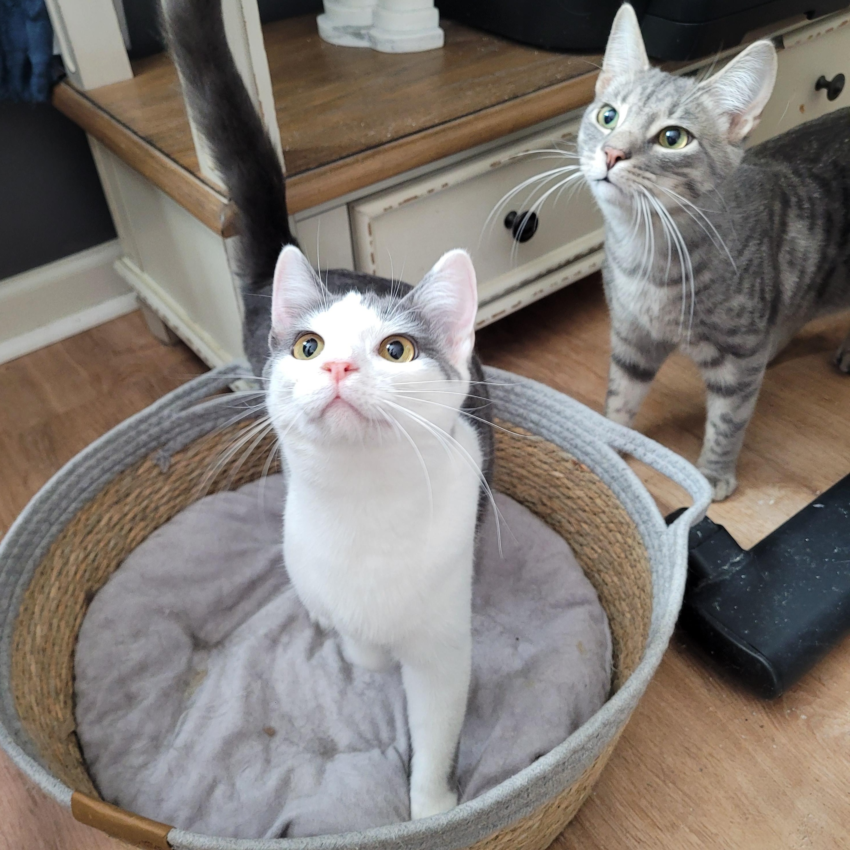 Enlarge Artemis & Pasha, a ADOPTABLE Domestic Short Hair in Indianapolis, IN image 2/6