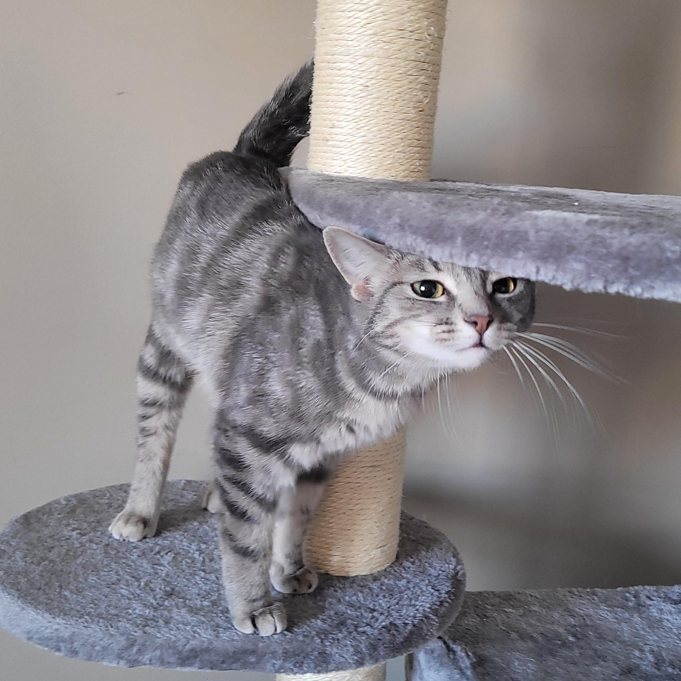 Enlarge Atticus, a ADOPTABLE Domestic Short Hair in Indianapolis, IN image 3/6