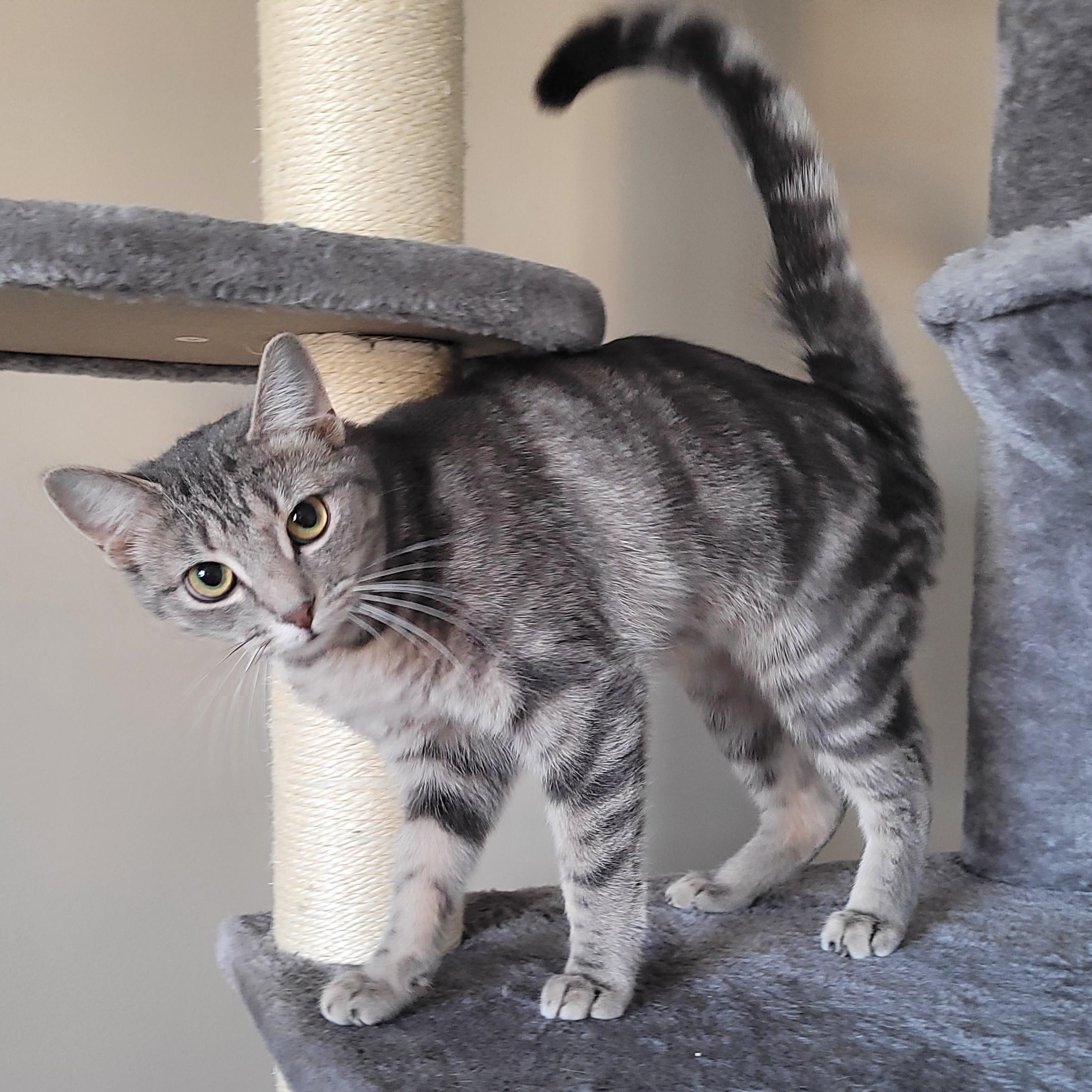 Enlarge Atticus, a ADOPTABLE Domestic Short Hair in Indianapolis, IN image 1/6