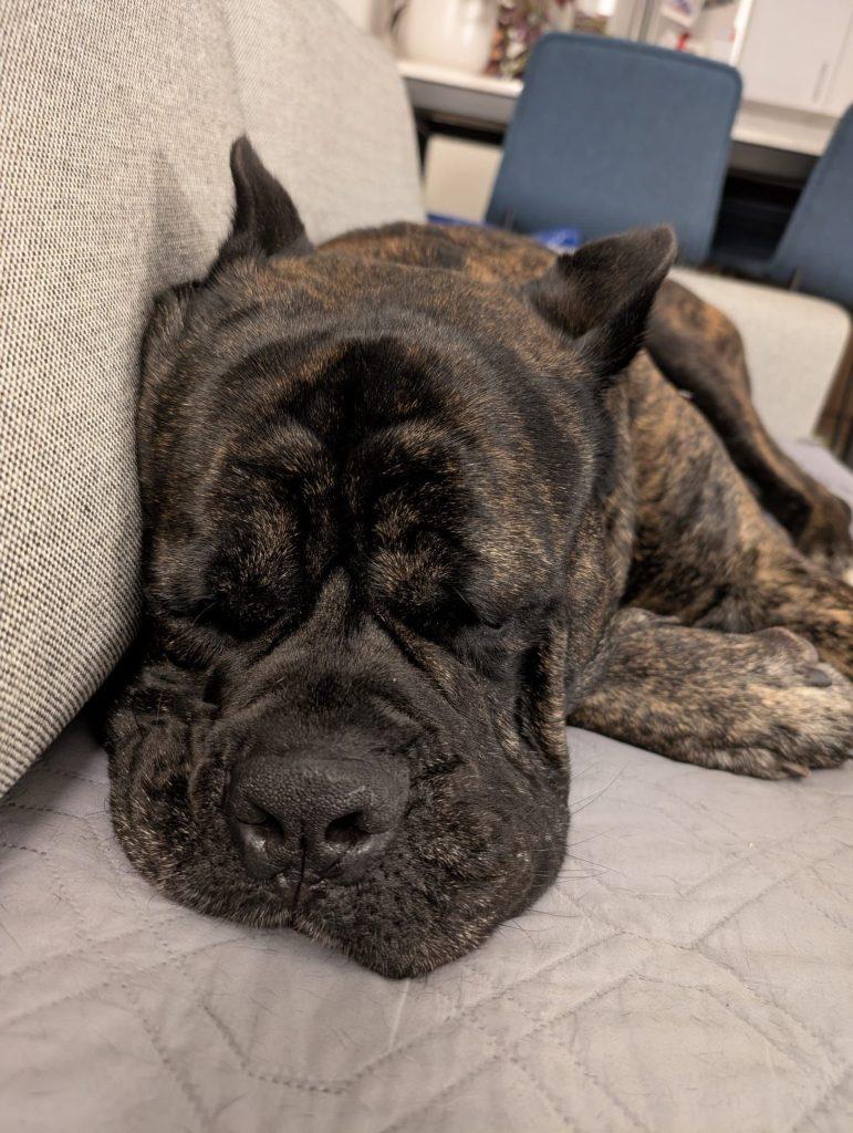 Pooch, a Adoptable Cane Corso in Macedon, NY image 3/5