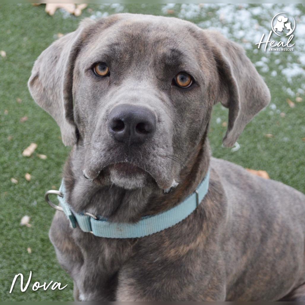 Nova, Adoptable, Adult Female Cane Corso.