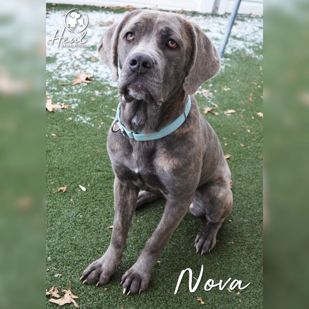 Enlarge Nova, a Adoptable Cane Corso in Youngwood, PA image 3/3