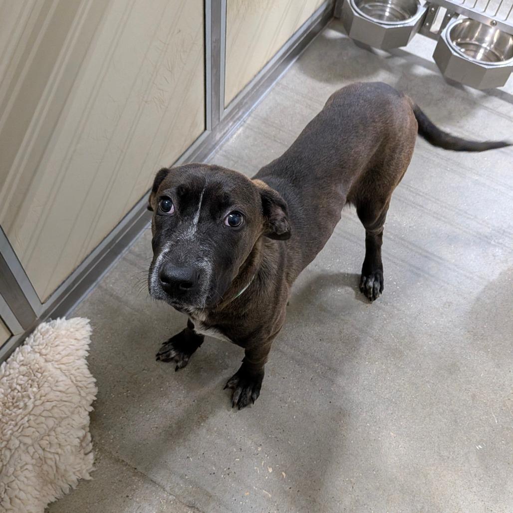 Benji, Adoptable, Young Male Mixed Breed.