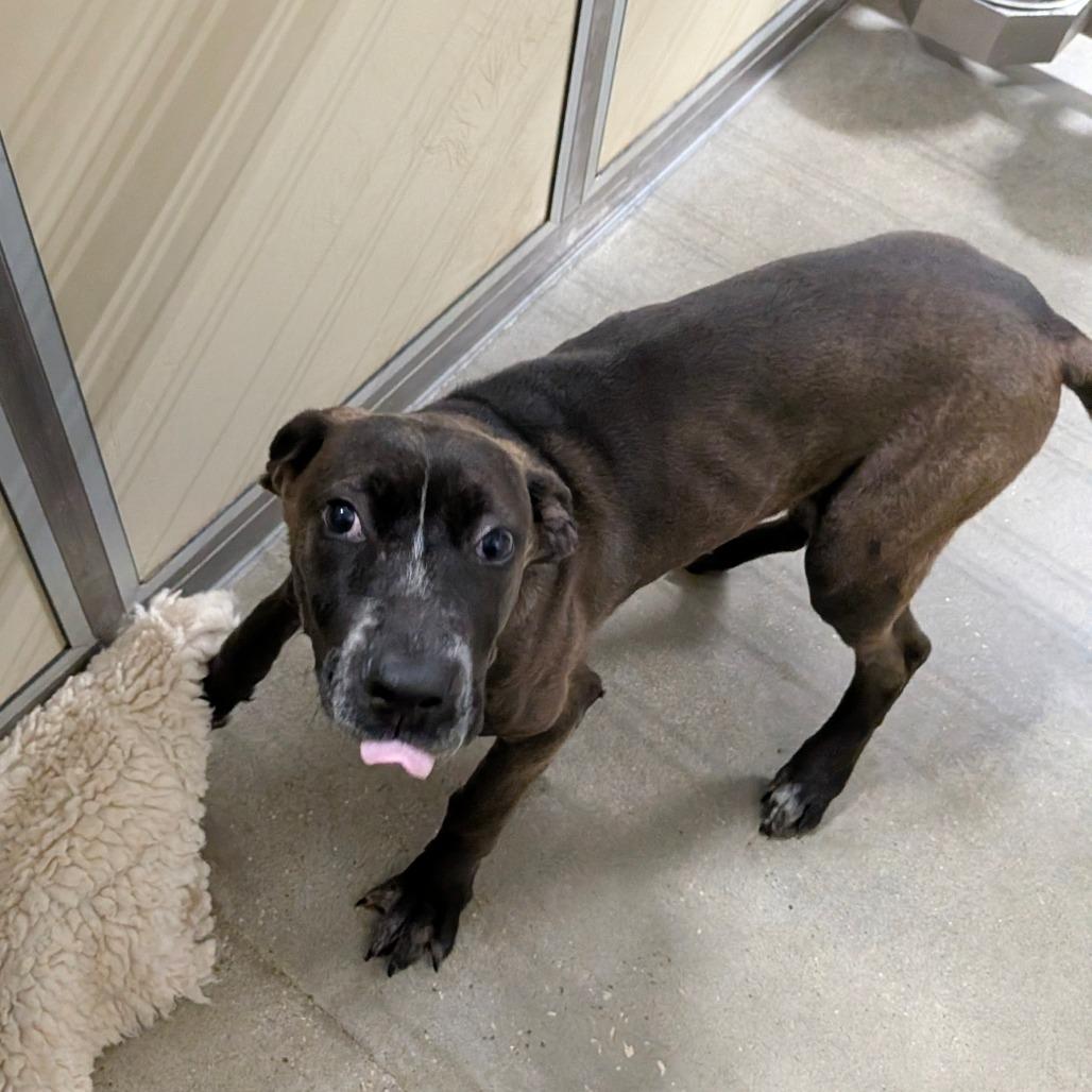 Enlarge Benji, a Adoptable Mixed Breed in Houston, TX image 2/3