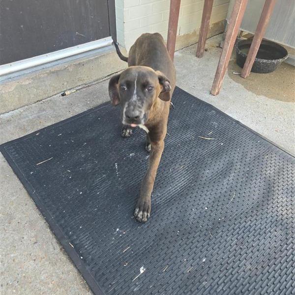 Enlarge Benji, a Adoptable Mixed Breed in Houston, TX image 3/3