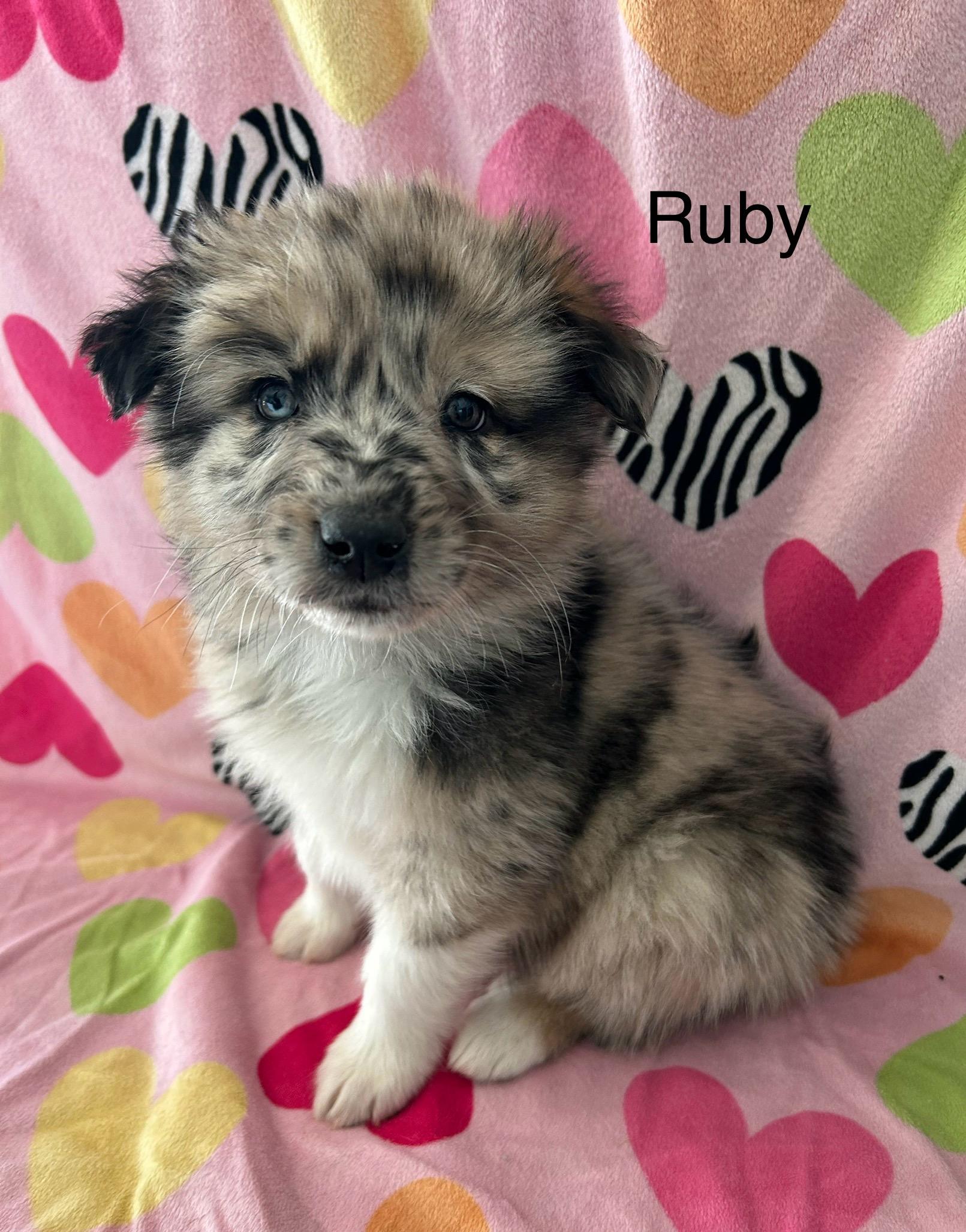 Ruby, ADOPTABLE, Young Female Great Pyrenees & Australian Shepherd.