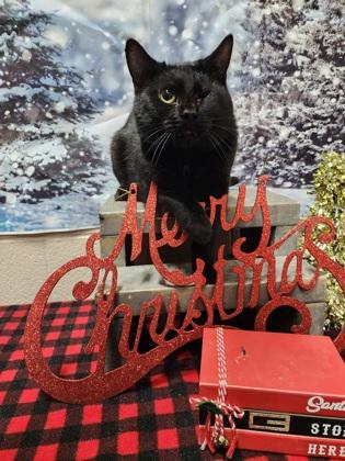 Dexter, Adoptable, Adult Male Domestic Short Hair & Domestic Short Hair.