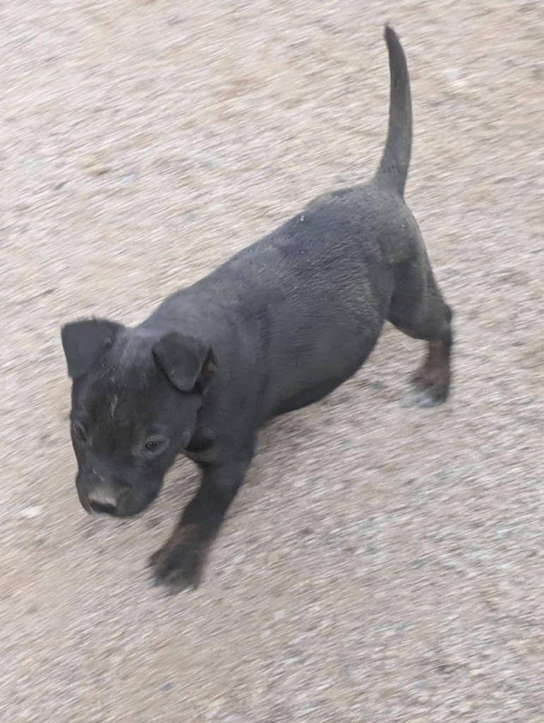 Dos, Adoptable, Puppy Male Pit Bull Terrier.