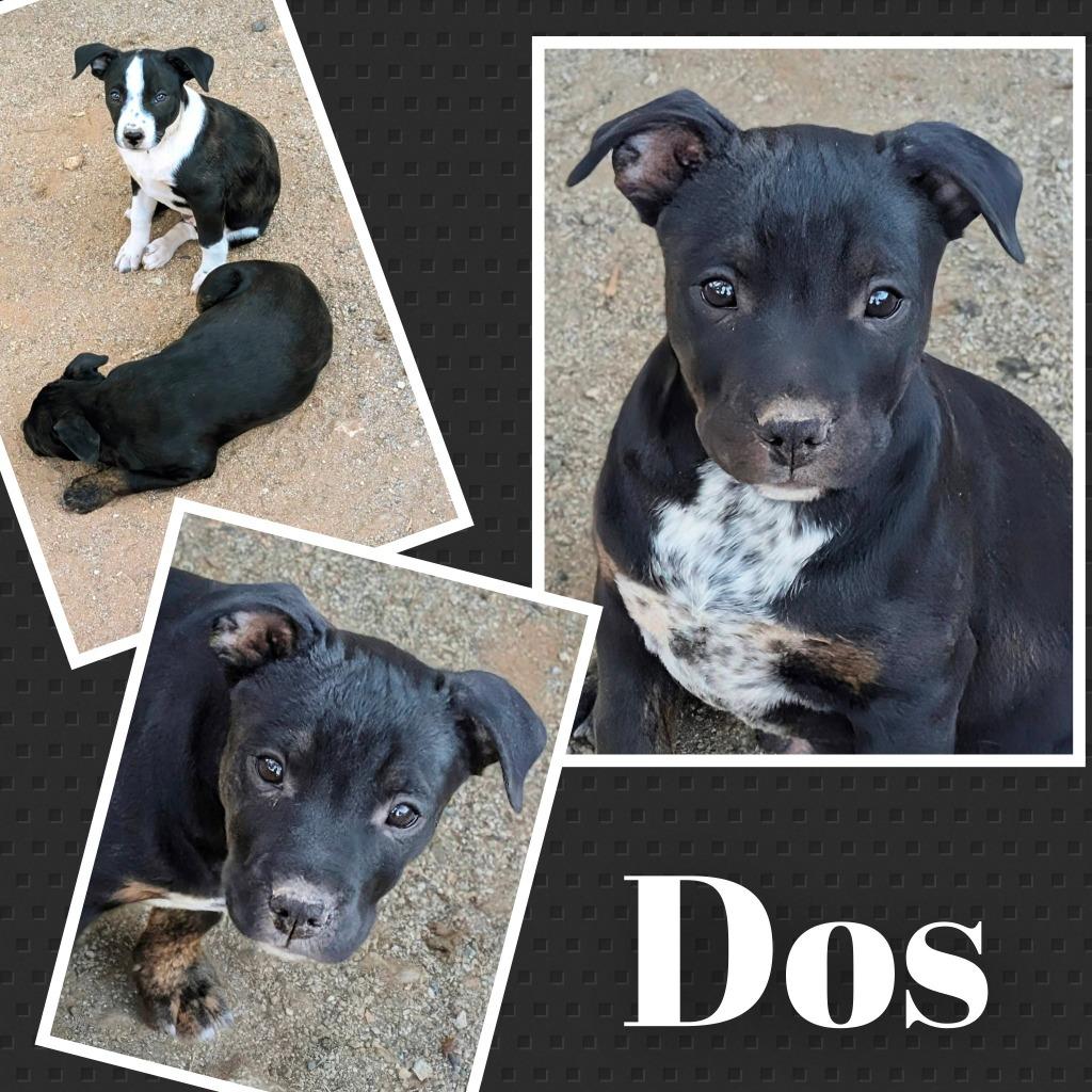 Enlarge Dos, a Adoptable mixed breed in Mesa, AZ image 2/2