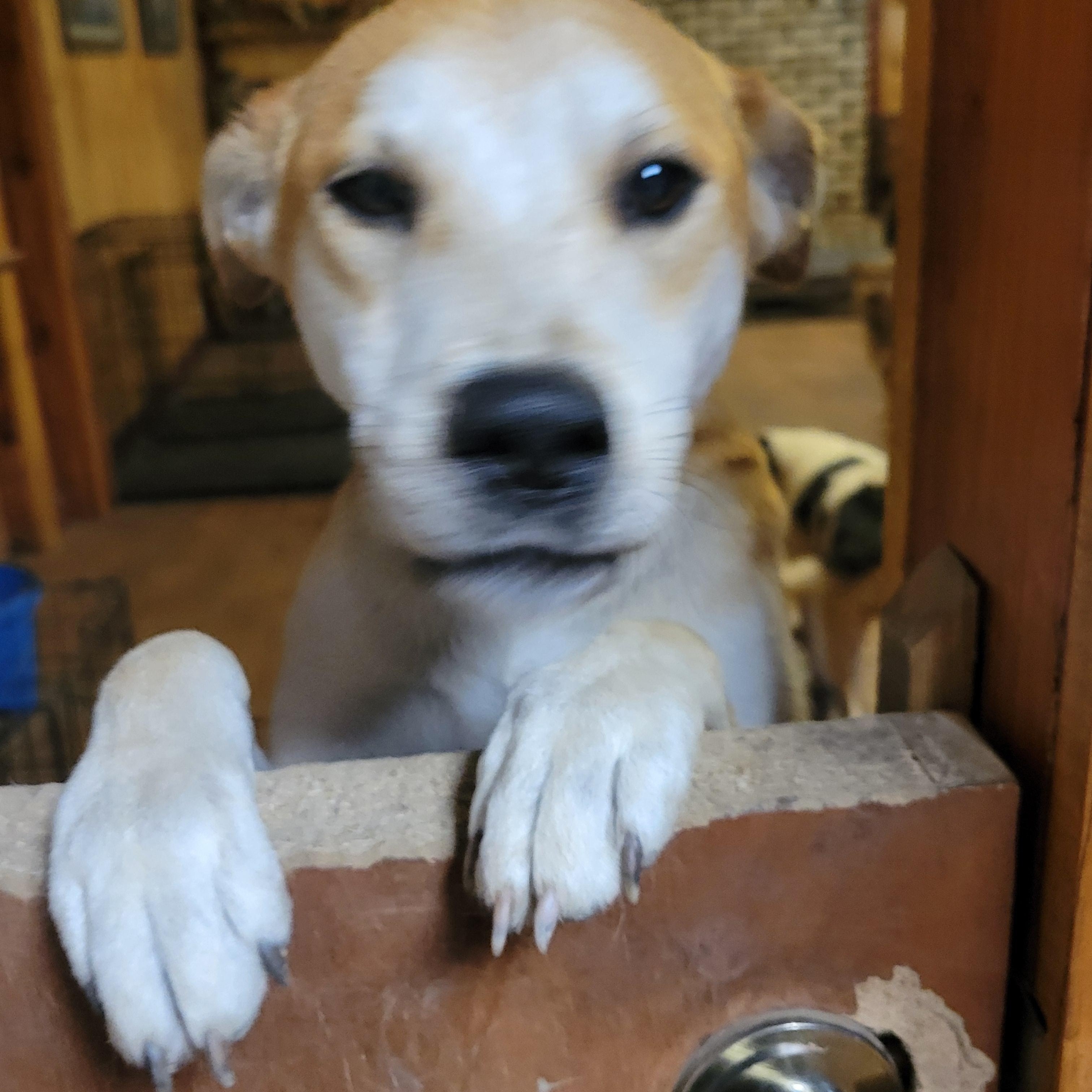 Arthur, a Adopted mixed breed in Hillister, TX image 5/5