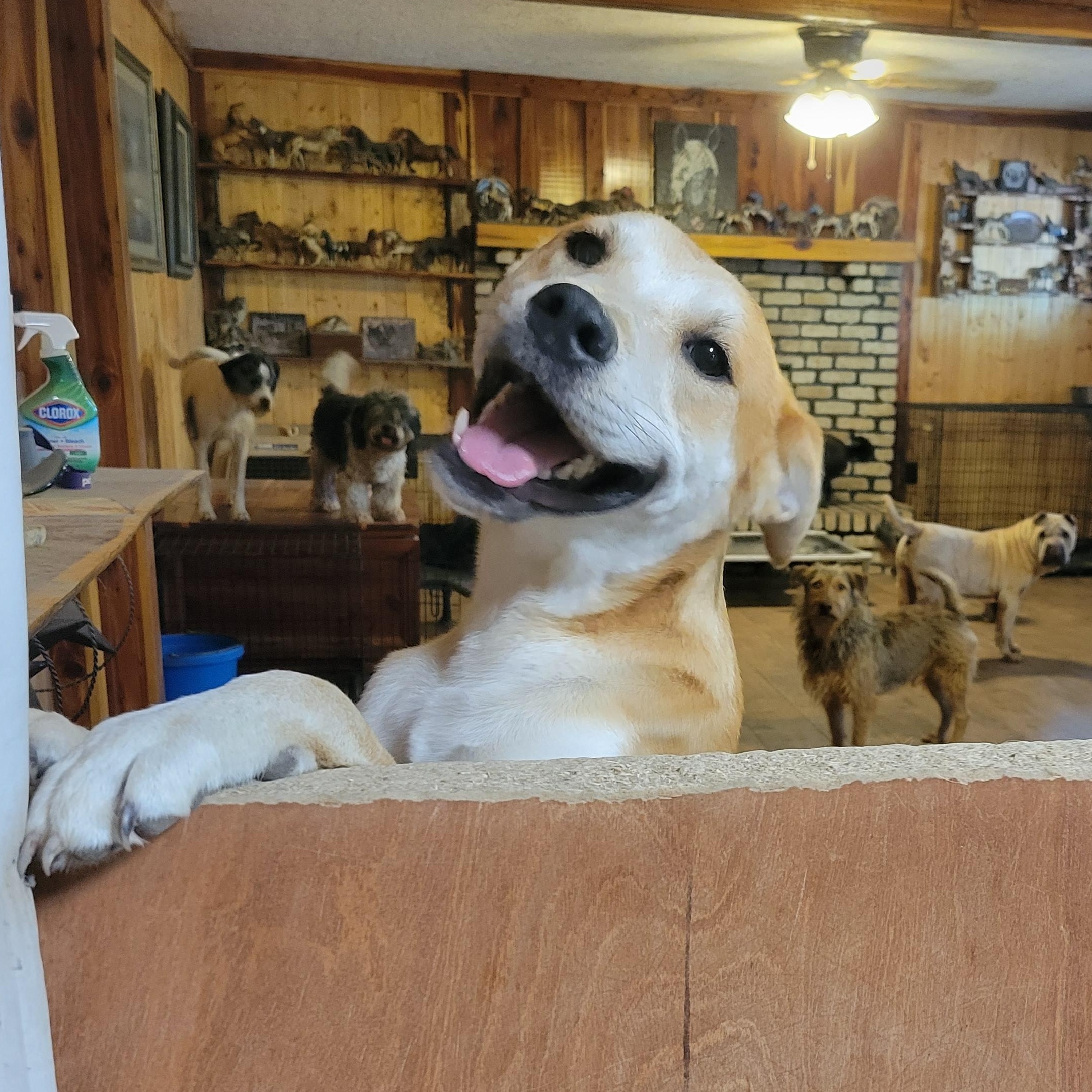 Arthur, Adopted, Young Male Husky & Carolina Dog.