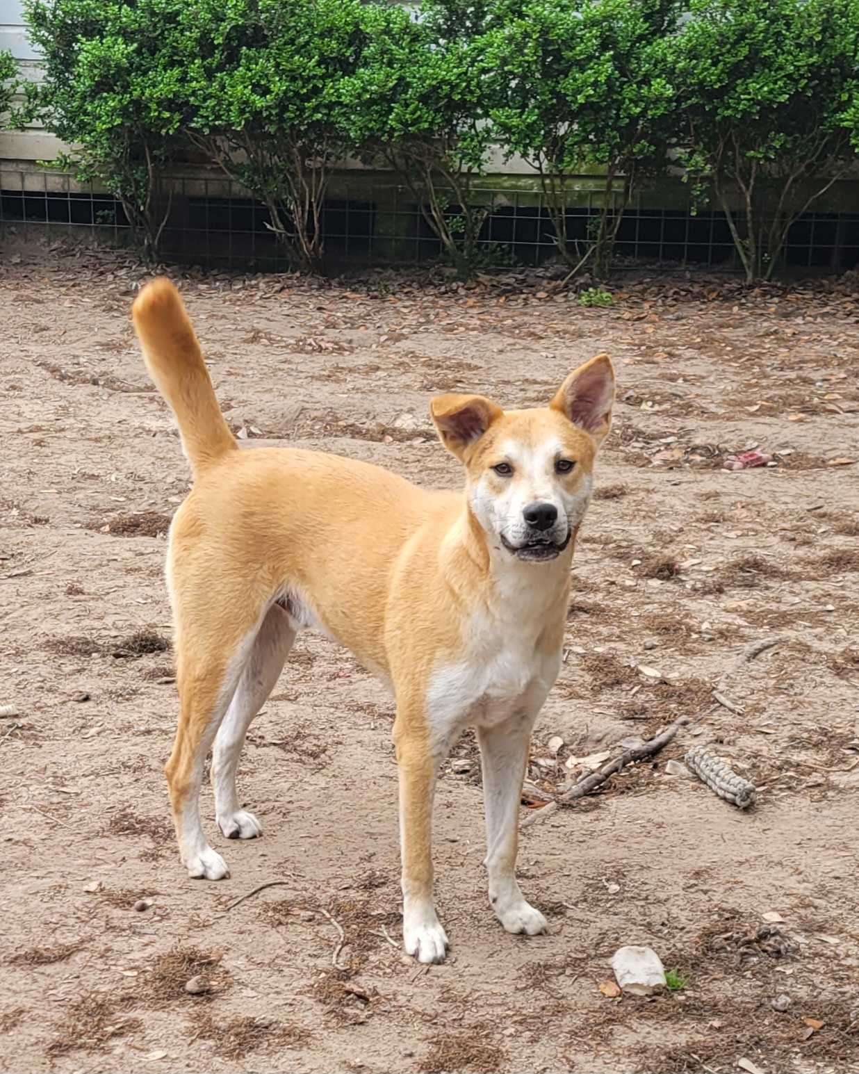 Arthur, a Adopted mixed breed in Hillister, TX image 2/5