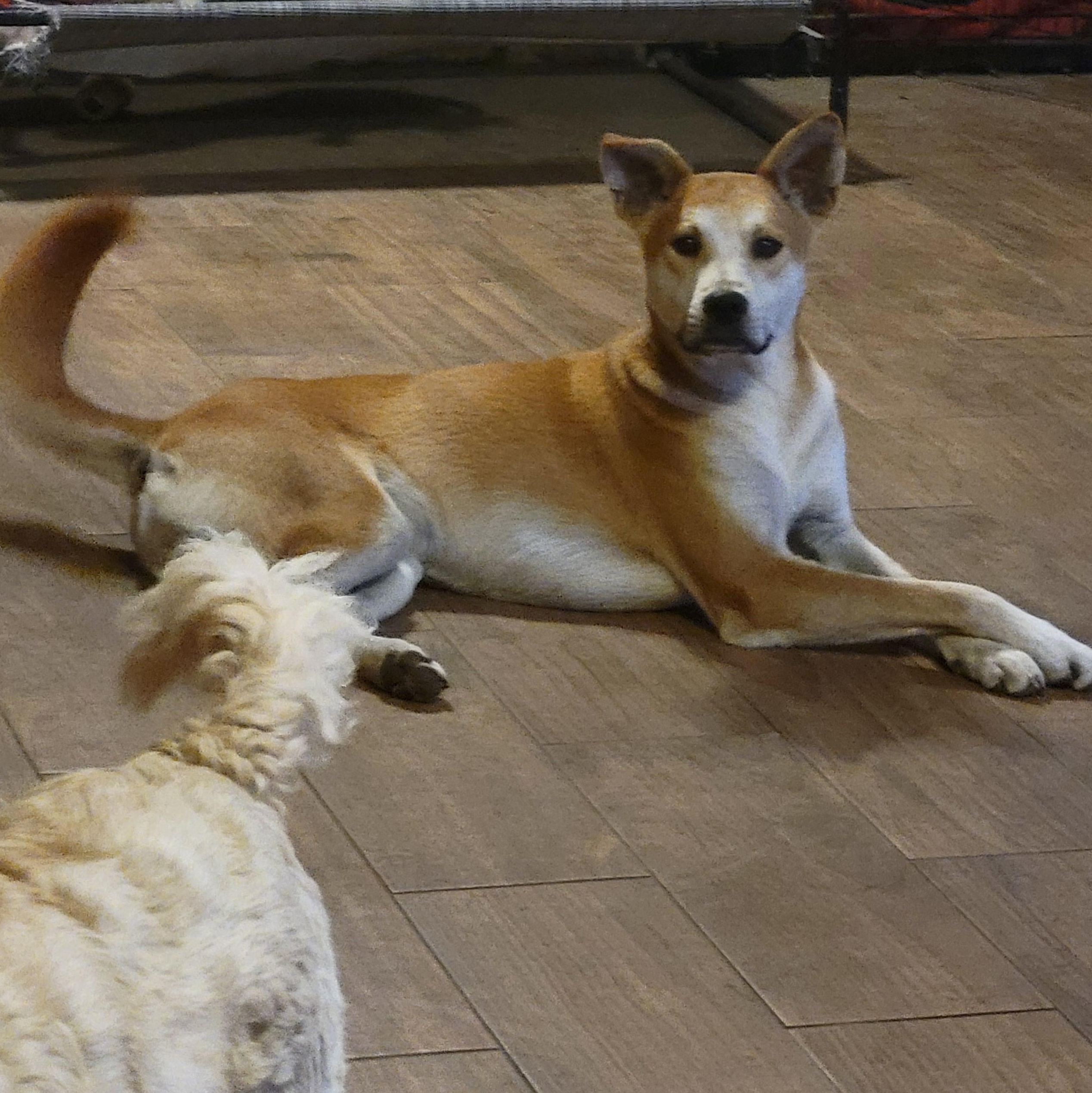 Arthur, a Adopted mixed breed in Hillister, TX image 4/5