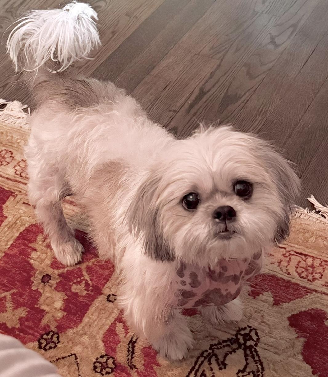 Luna, ADOPTABLE, Adult Female Shih Tzu.