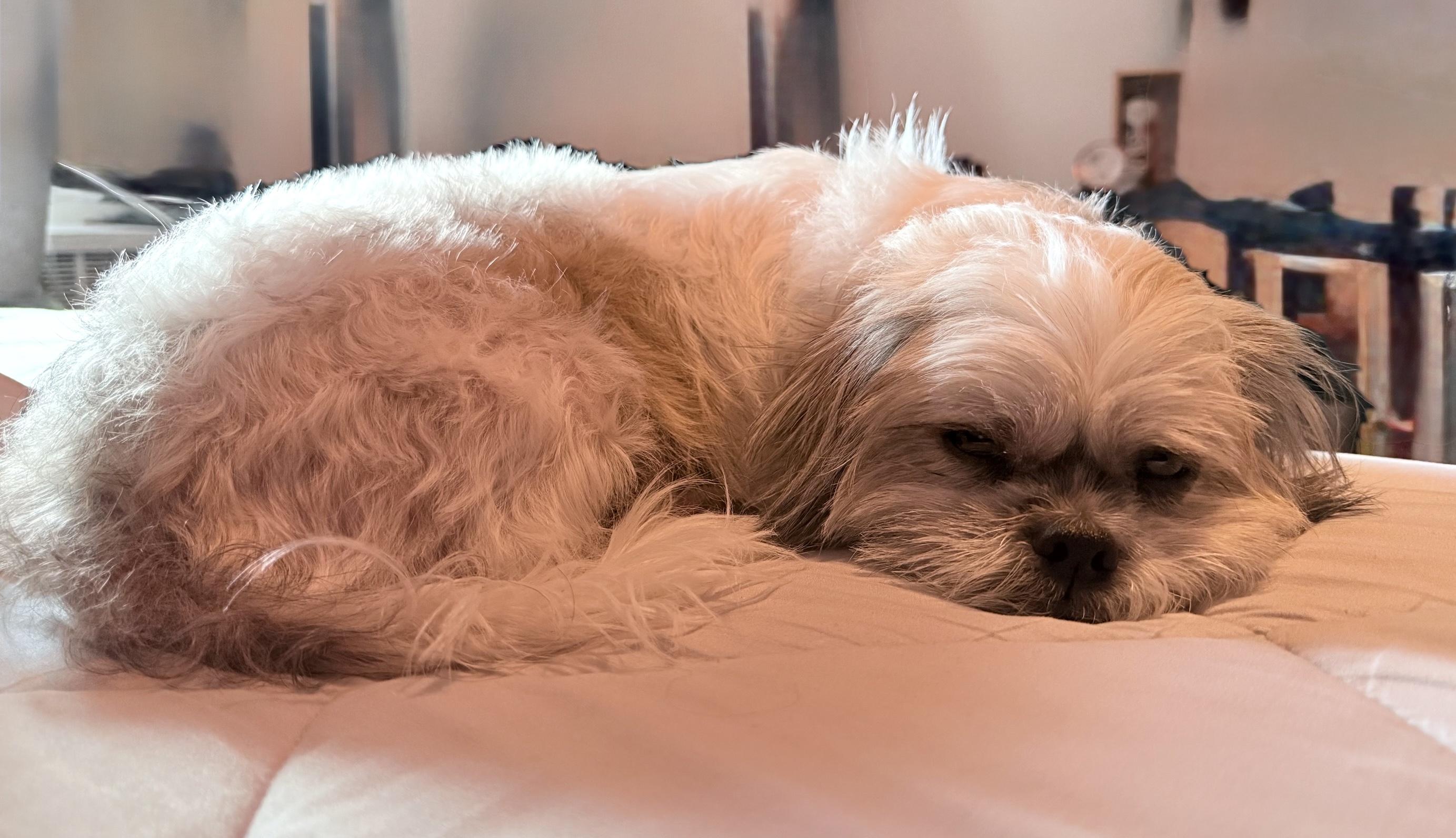Enlarge Luna, a ADOPTABLE Shih Tzu in Brooklyn, NY image 3/6