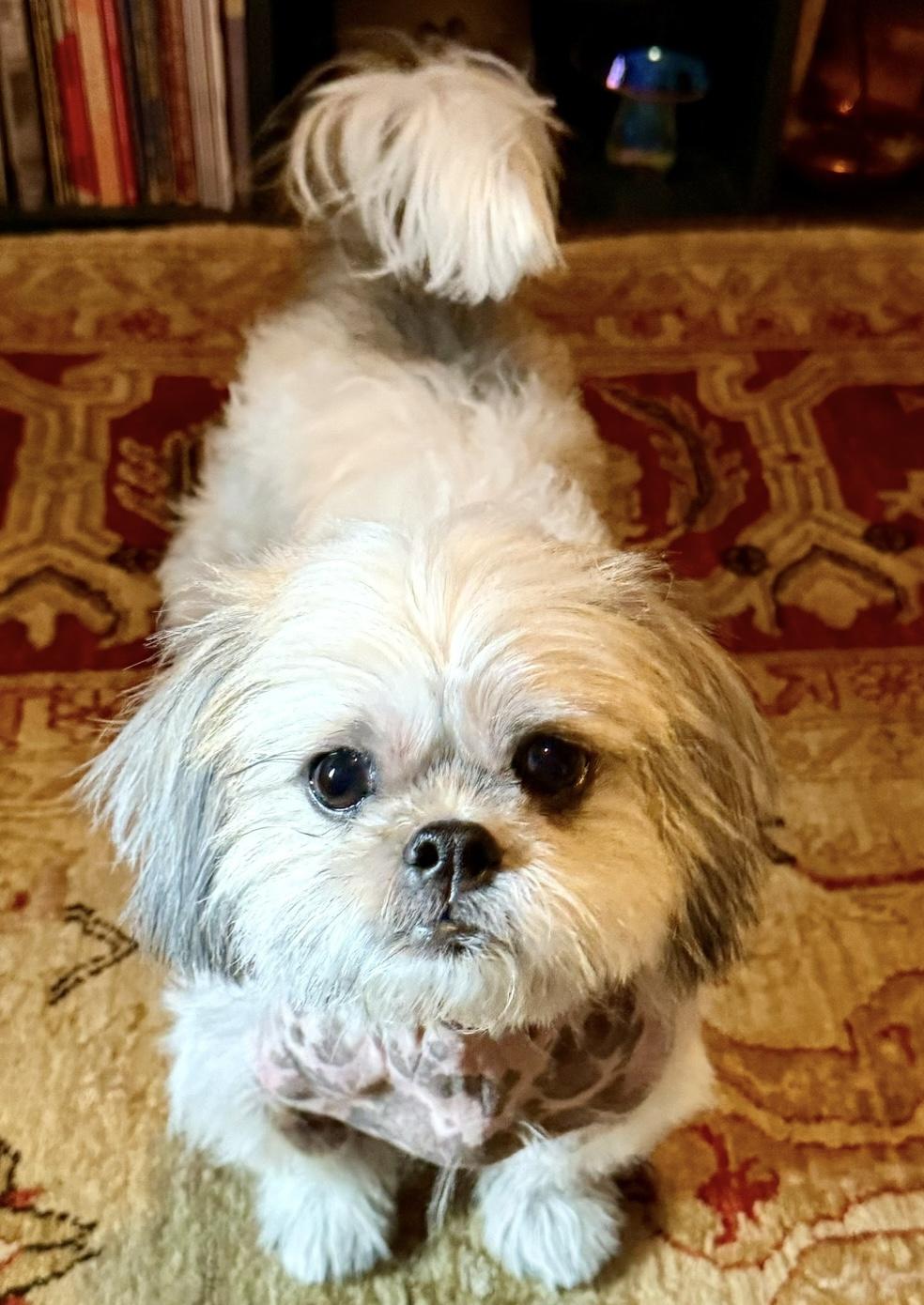 Enlarge Luna, a ADOPTABLE Shih Tzu in Brooklyn, NY image 6/6