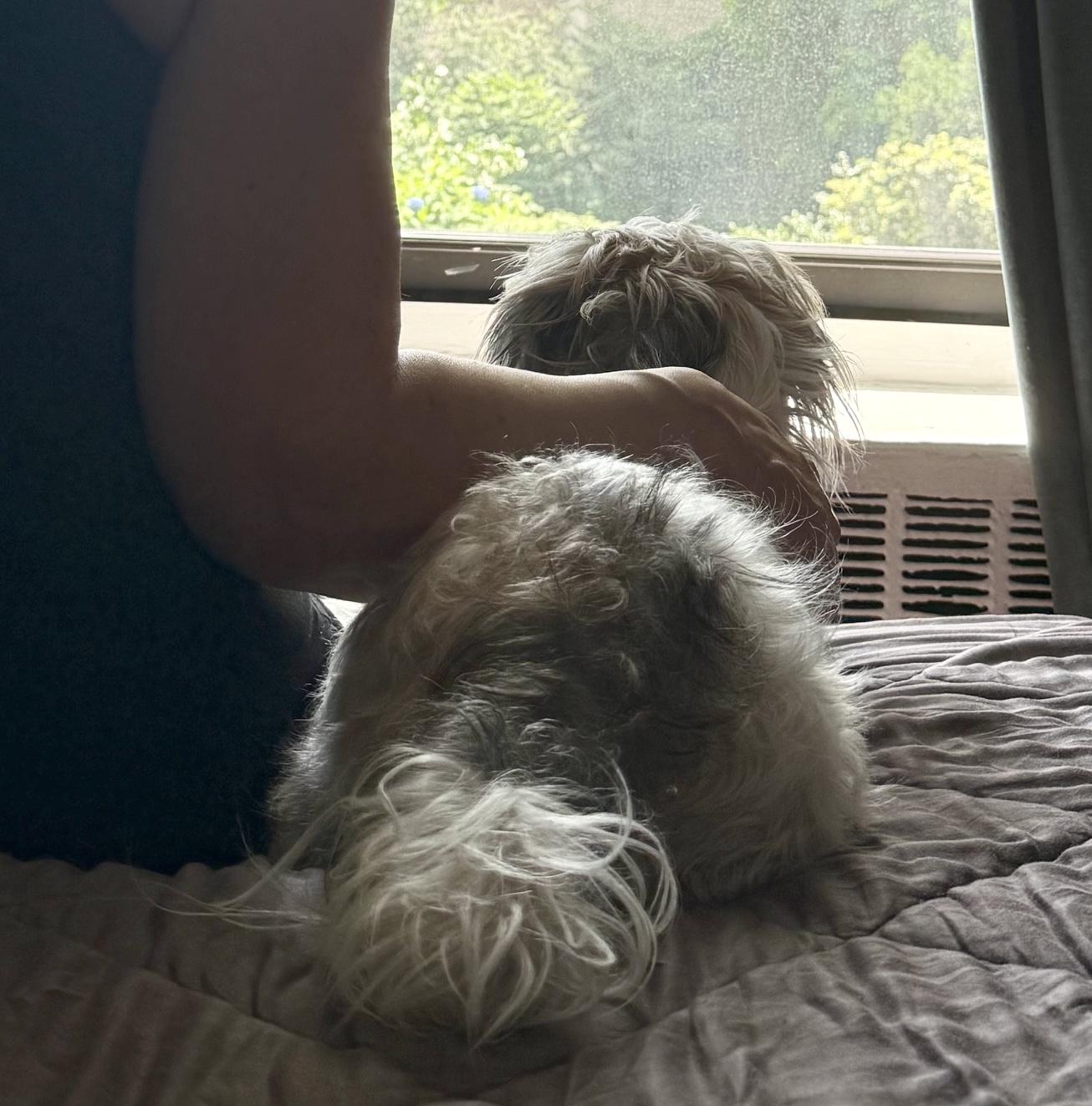 Enlarge Luna, a ADOPTABLE Shih Tzu in Brooklyn, NY image 5/6