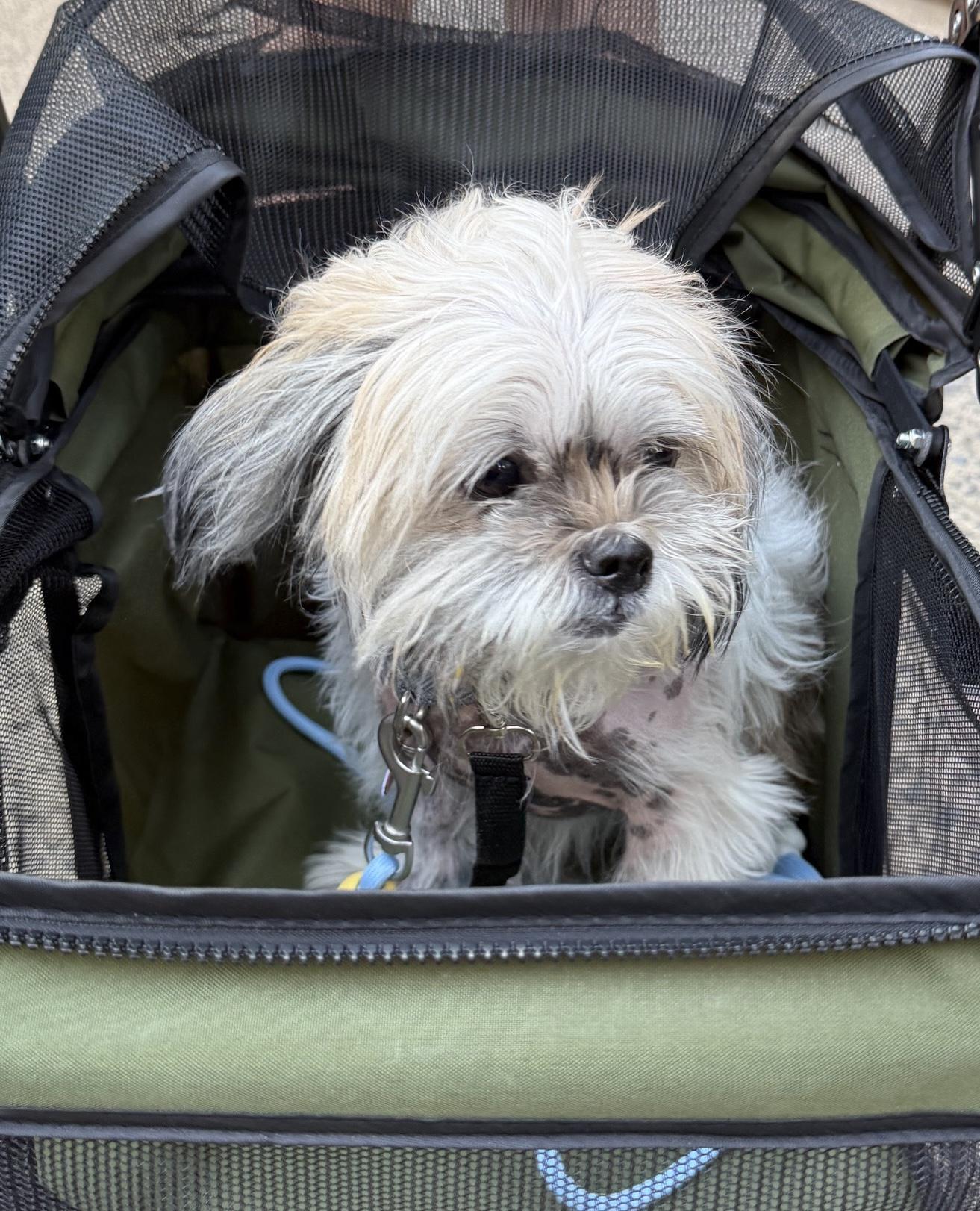Enlarge Luna, a ADOPTABLE Shih Tzu in Brooklyn, NY image 4/6