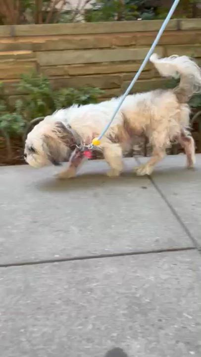 Enlarge Luna, a ADOPTABLE Shih Tzu in Brooklyn, NY video 2/6