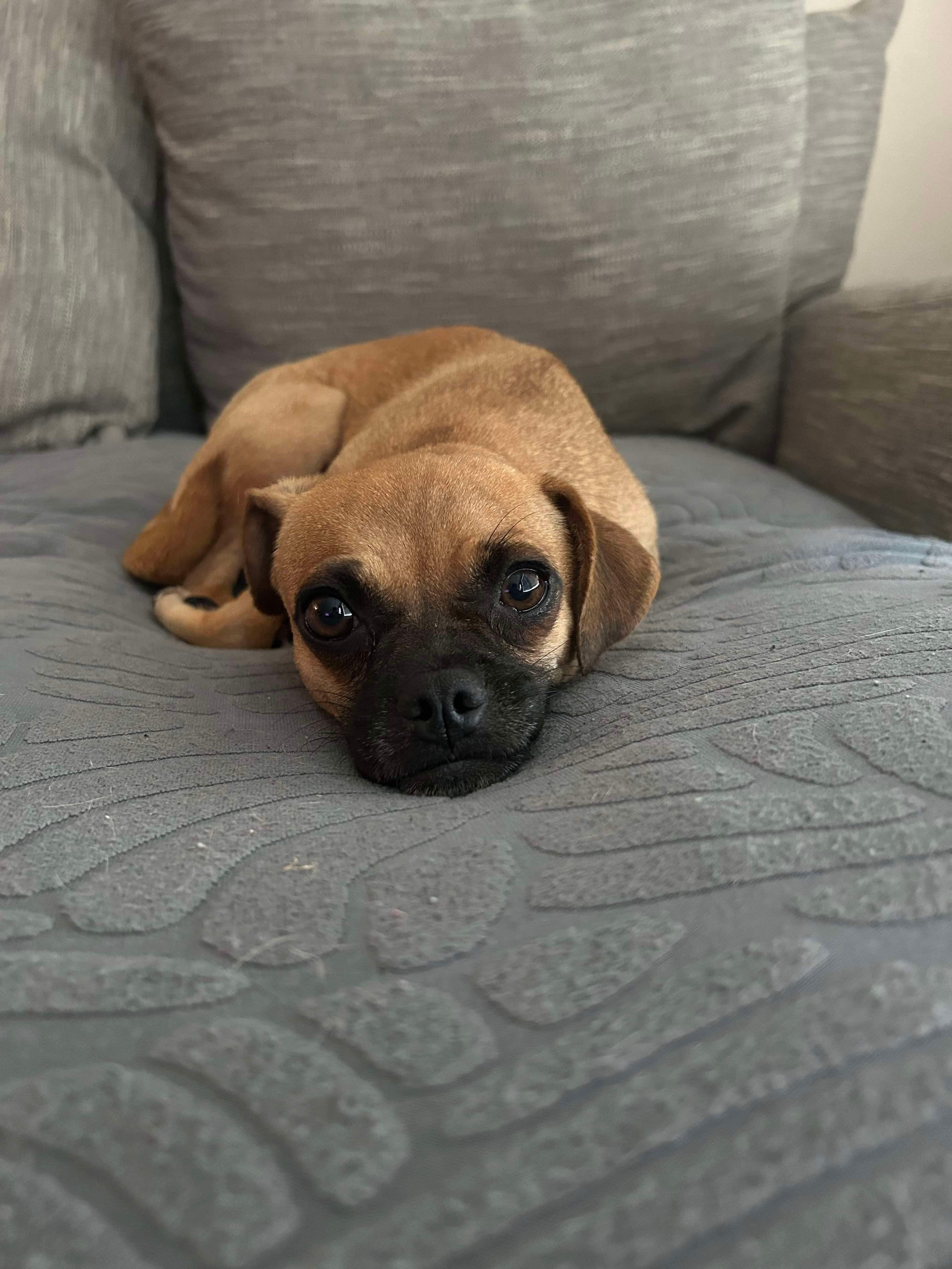 Moxie, Adopted, Adult Female Pug & Chihuahua.