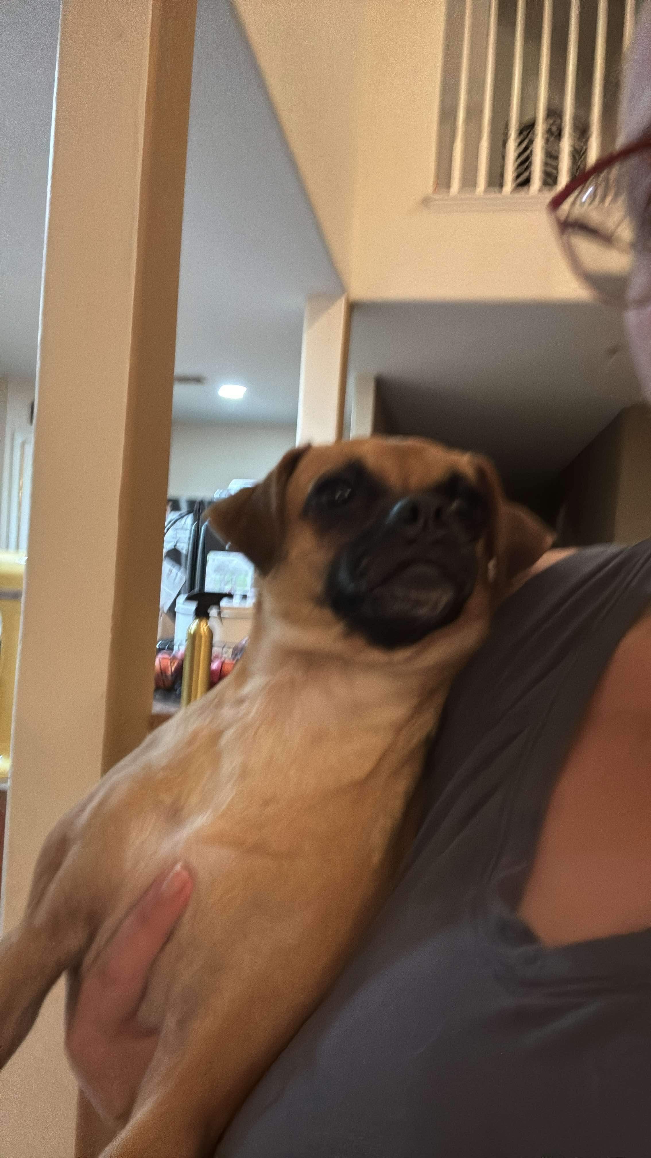 Moxie, a Adopted mixed breed in Humble, TX image 3/5