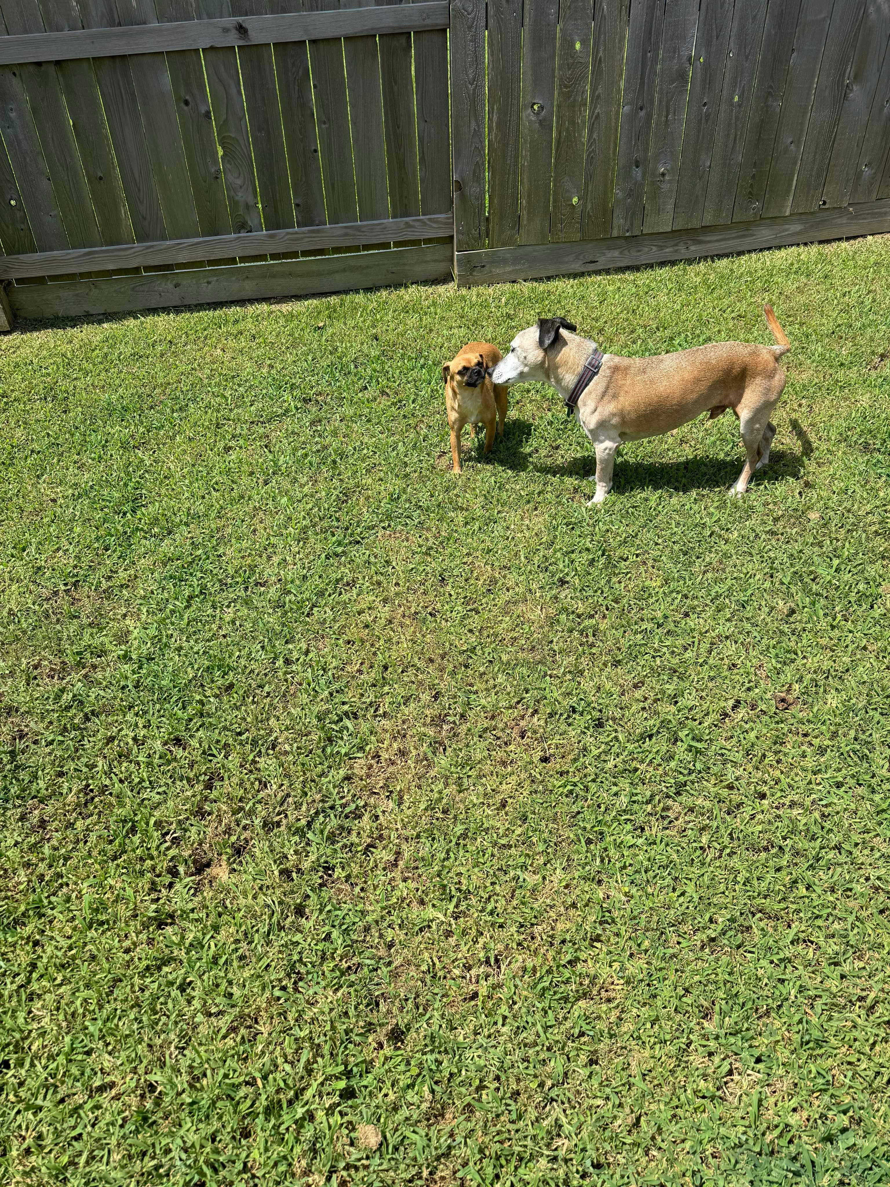 Moxie, a Adopted mixed breed in Humble, TX image 4/5