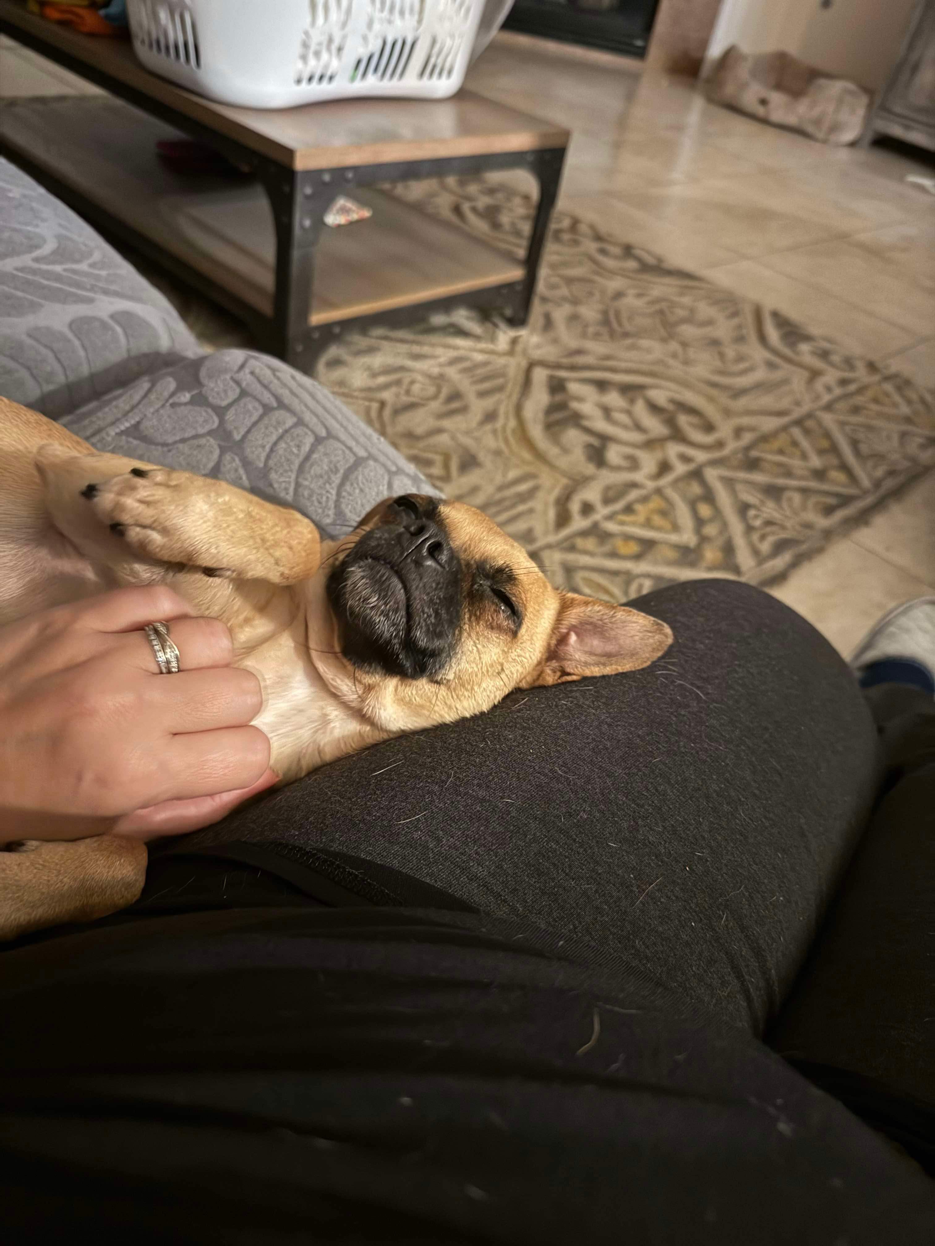 Moxie, a Adopted mixed breed in Humble, TX image 2/5