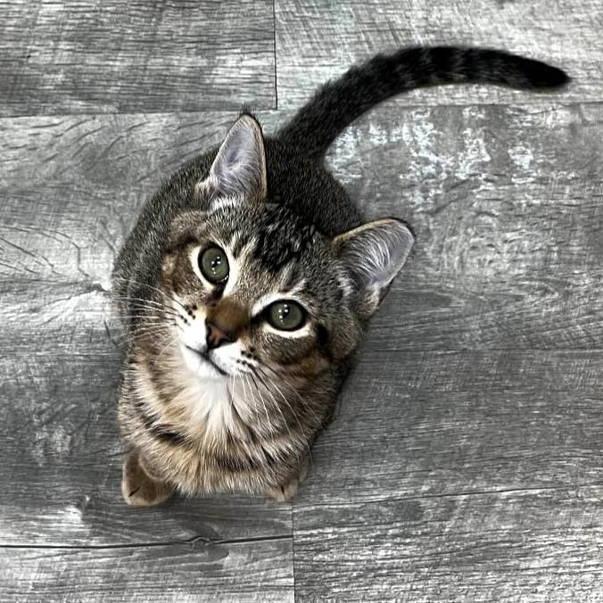 Enlarge Finnegan, a Adopted Tabby in Tallahassee, FL image 2/2