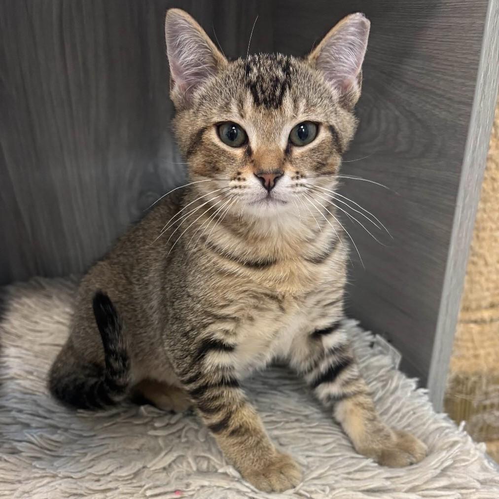 Enlarge Finnegan, a Adopted Tabby in Tallahassee, FL image 1/2