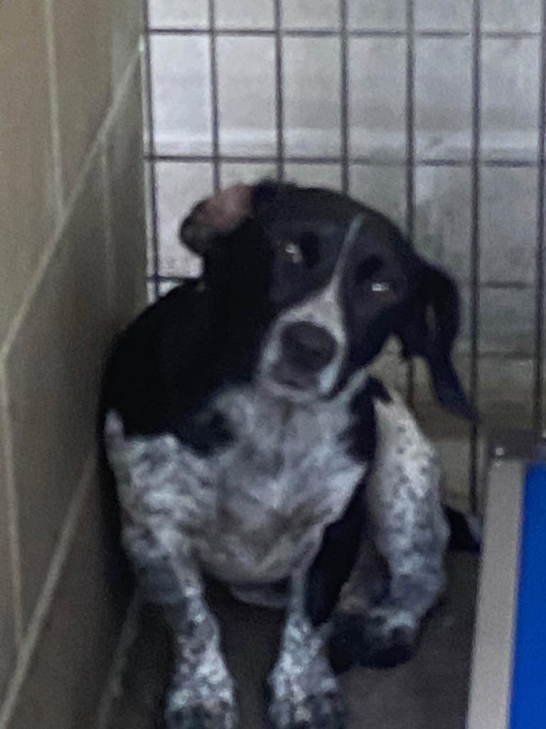 Gomer Pyle, Adoptable, Young Male Mixed Breed.