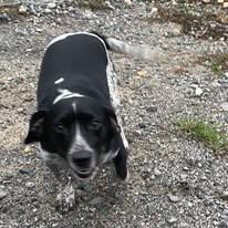 Enlarge Gomer Pyle, a Adoptable mixed breed in Lakeland, GA image 1/2