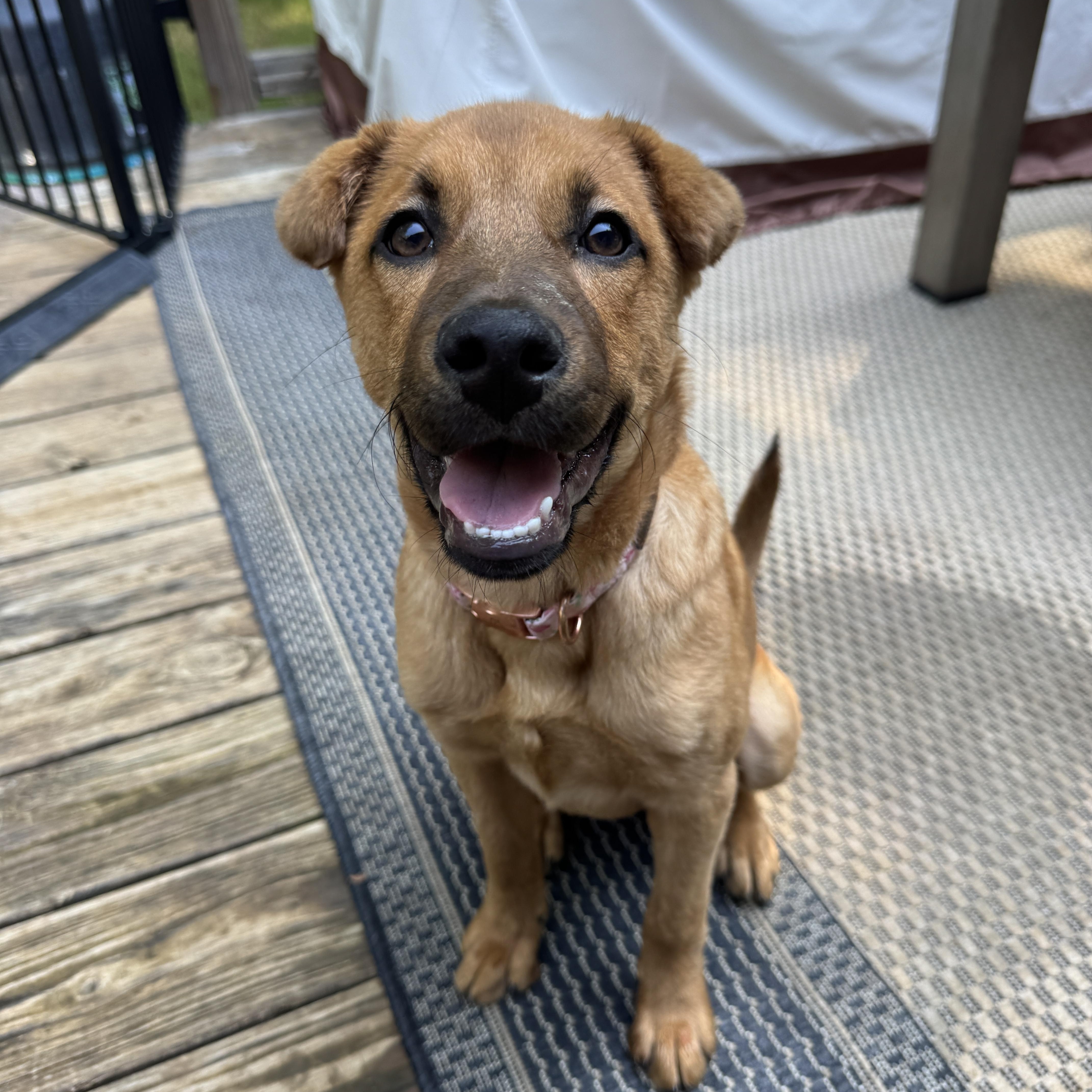 Kala, adopted, Puppy Female Shepherd & Mixed Breed.